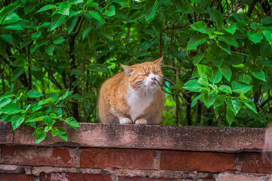 Шерстяной Выборг - Моё, Выборг, Кот, Уличный кот, Котомафия, Длиннопост