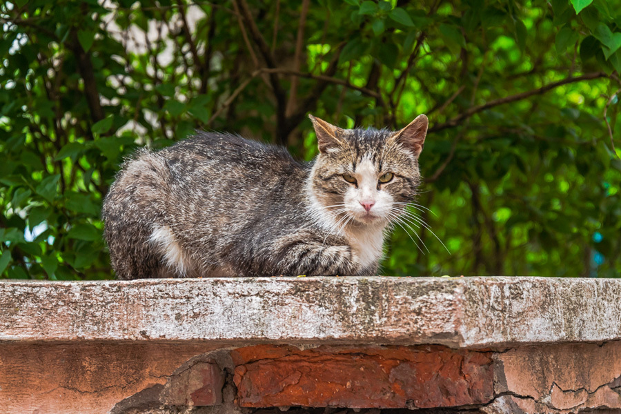 Шерстяной Выборг - Моё, Выборг, Кот, Уличный кот, Котомафия, Длиннопост