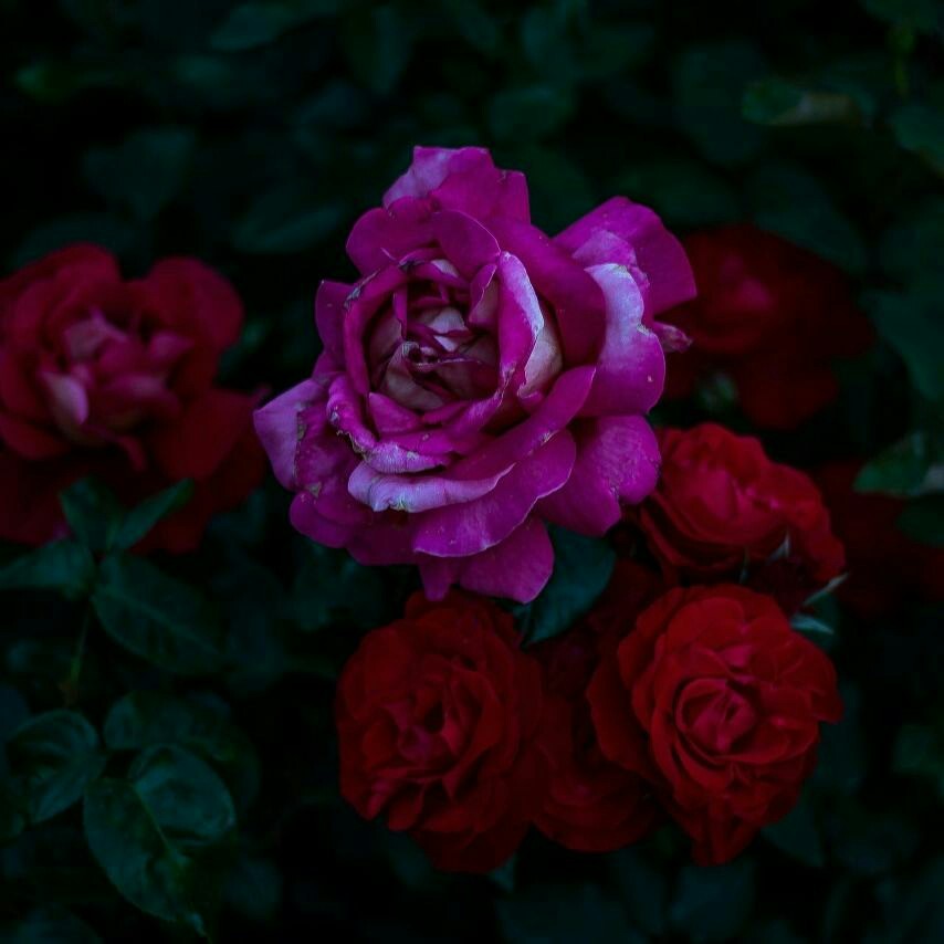 Dark rose - Моё, Фотография, Роза, Цветы, Canon, Длиннопост