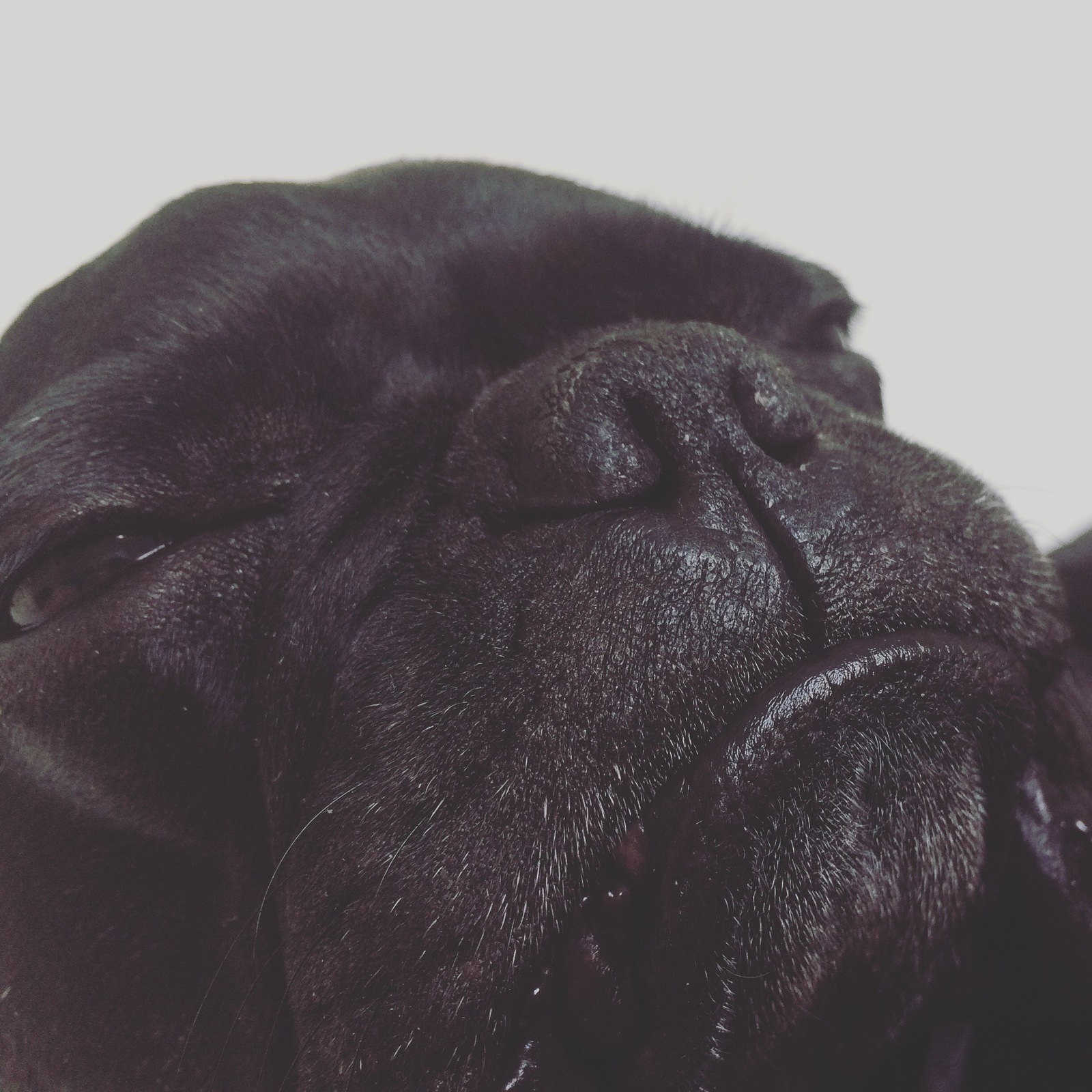 When I got up at 6 am... - My, Asleep, Dog, French Bulldog, Dream, Fatigue, Hello reading tags