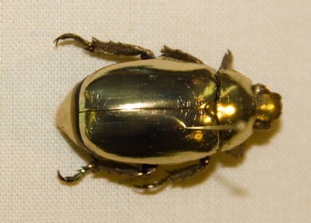 Physicists explain golden beetle mirror illegibility - The science, news, Physics, Insects