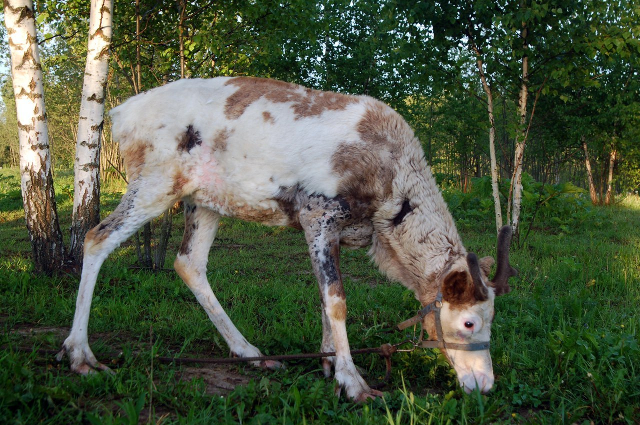 Near Volokolamsk, hunting dogs bit animals from a petting zoo to death - Deer, mini zoo, Tragedy, Volokolamsk, Longpost, Deer