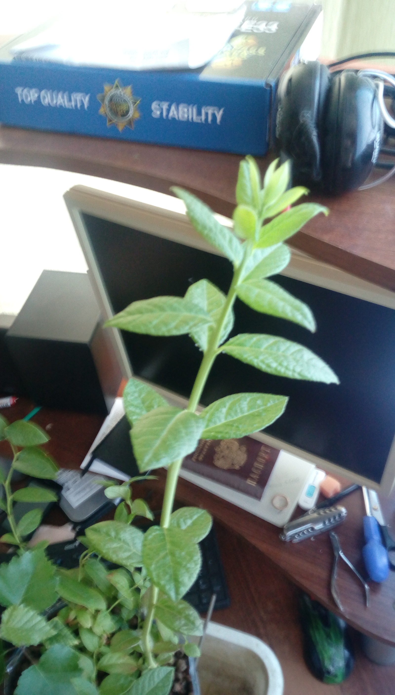 Hello plant lovers! - My, Unclear, Plant growing, Unknown crap, Longpost