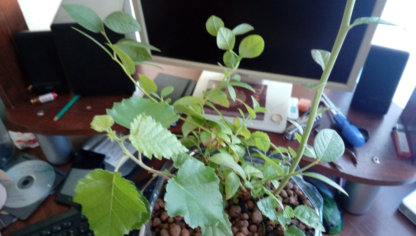 Hello plant lovers! - My, Unclear, Plant growing, Unknown crap, Longpost