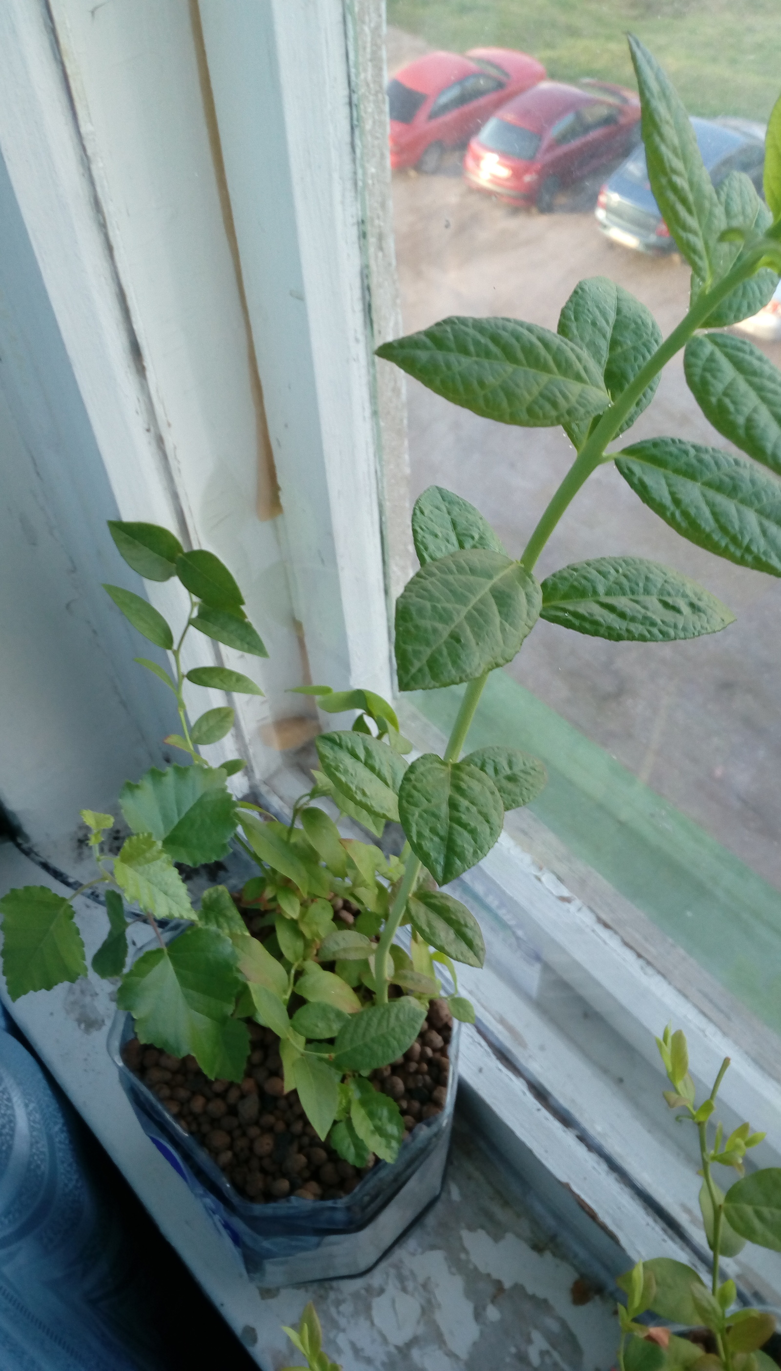 Hello plant lovers! - My, Unclear, Plant growing, Unknown crap, Longpost