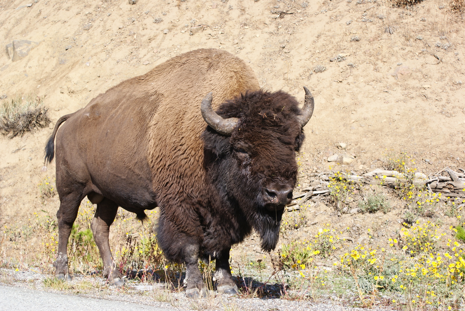 Traveling the USA by Car - Part 1 - Yellowstone National Park - My, USA, Nature, Drive, Travels, Animals, Longpost