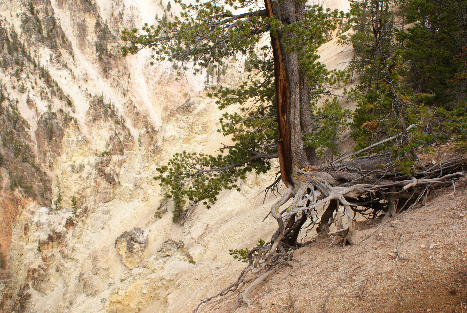 Traveling the USA by Car - Part 1 - Yellowstone National Park - My, USA, Nature, Drive, Travels, Animals, Longpost