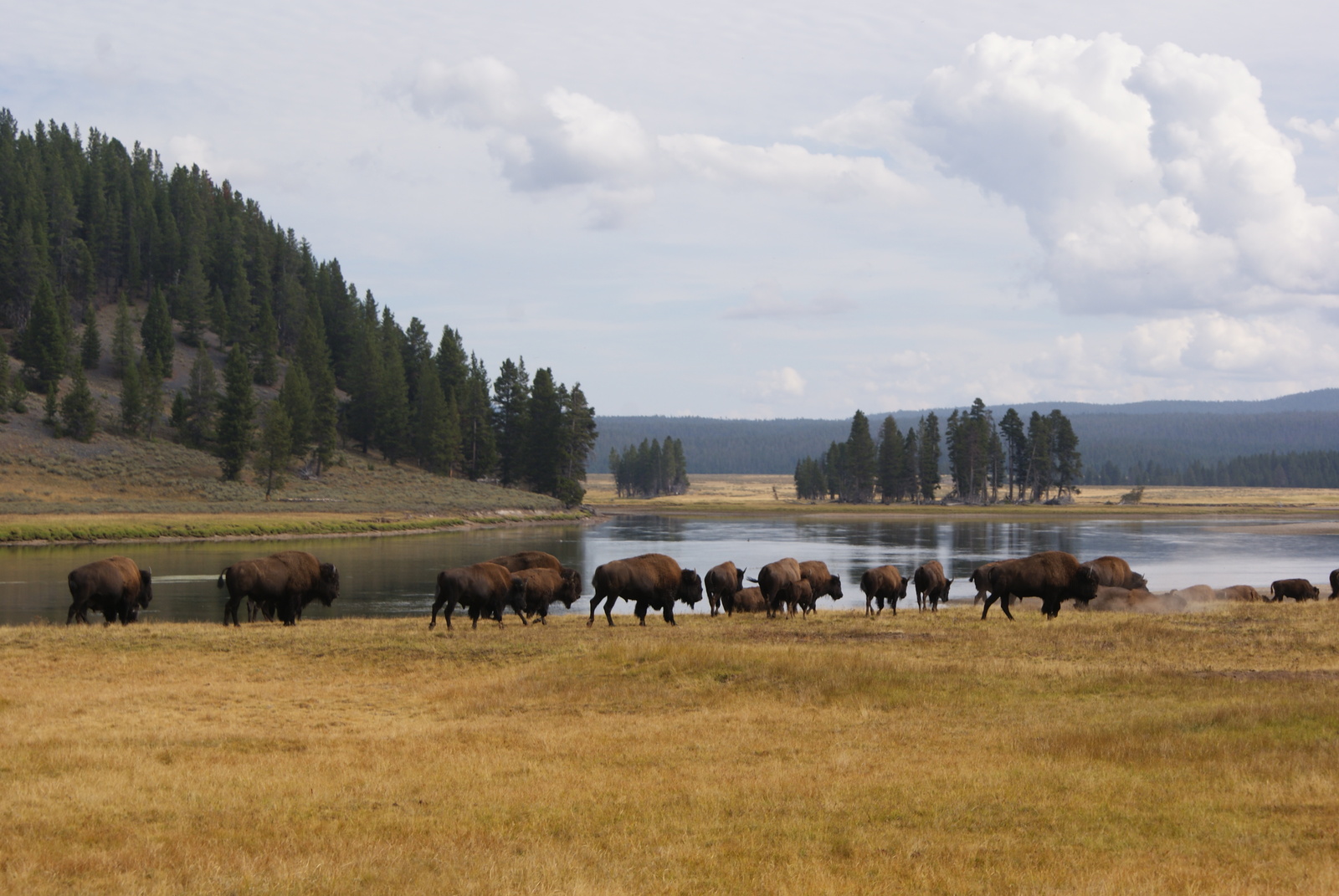 Traveling the USA by Car - Part 1 - Yellowstone National Park - My, USA, Nature, Drive, Travels, Animals, Longpost