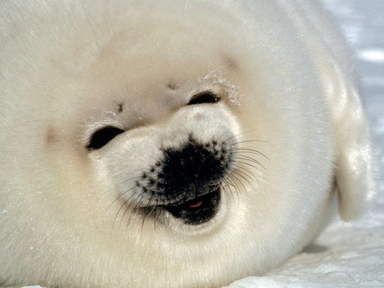 seals - , Animals, Seal, , Longpost