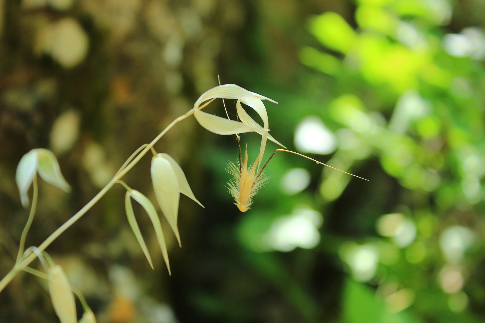 Wild oats - My, Nature, , Tajikistan