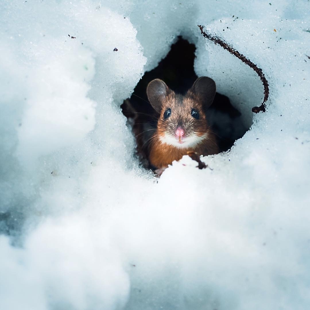 Norushka mouse - Mouse, Rodents, Animals, Small, Snow, Winter