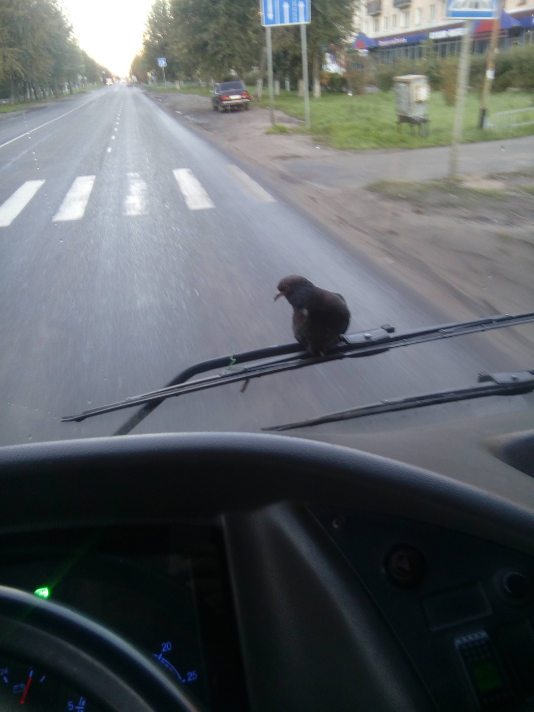 Stowaway - The photo, Pigeon, Bus, Stowaways, Longpost