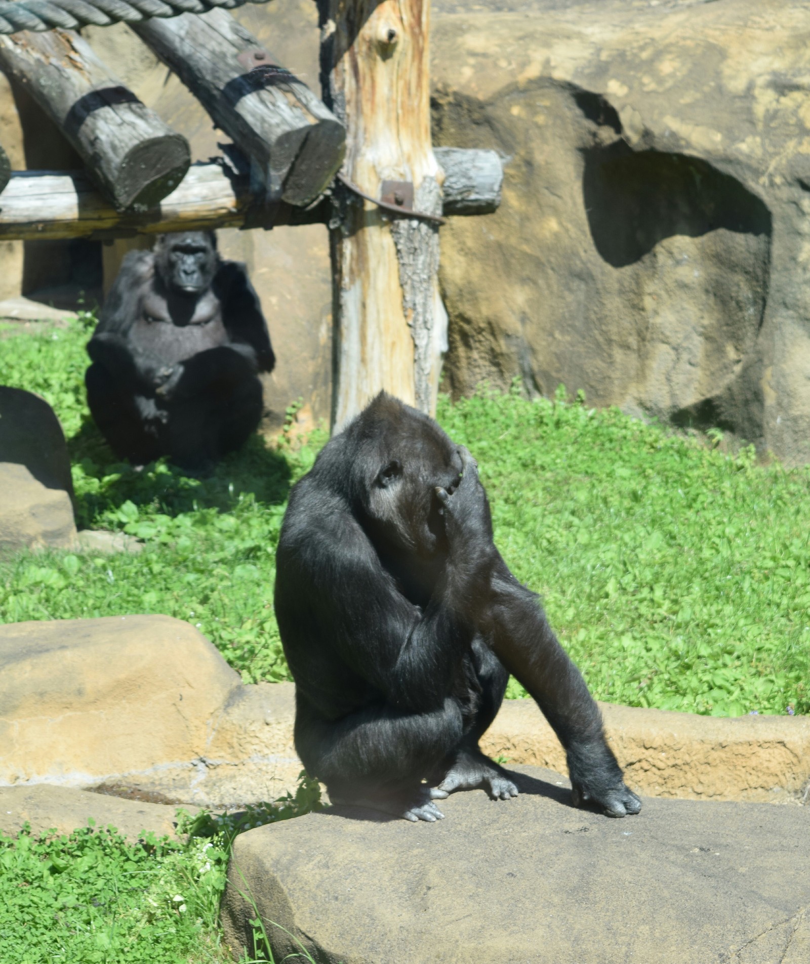 Girlfriend of an indecent humble - My, The photo, Animals, Gorilla, Facepalm