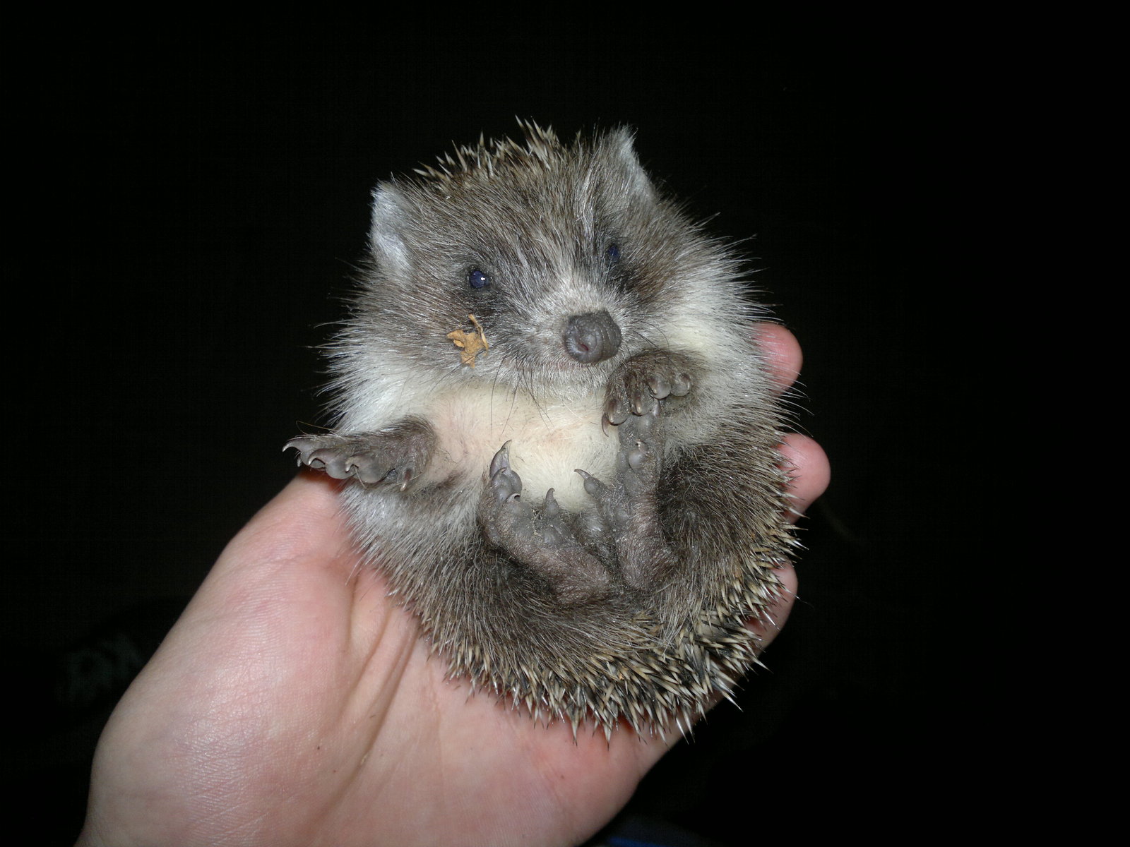 Hedgehog - My, Hedgehog, Milota, Forest Hedgehog, The photo, Longpost, Young