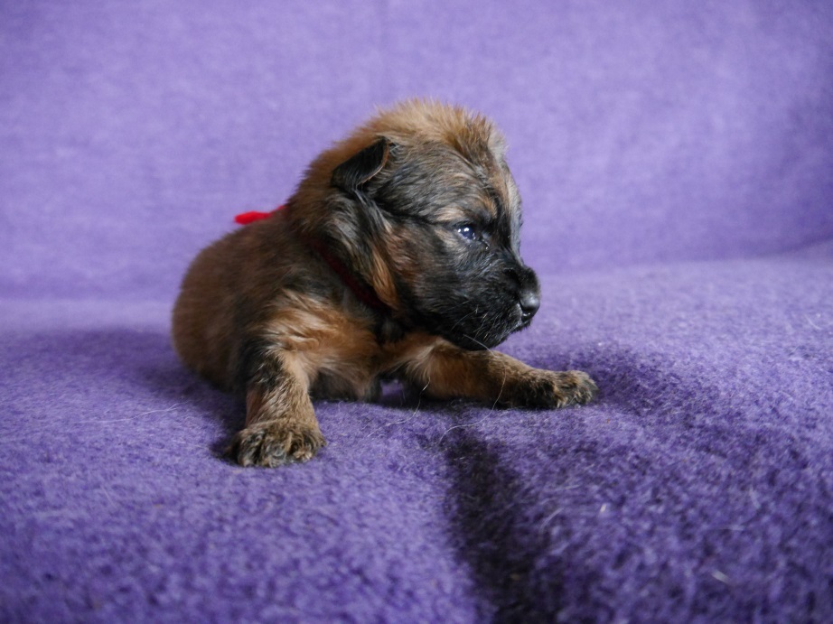 Doggies - My, Dog, Puppies, Longpost, Milota, Irish Terrier