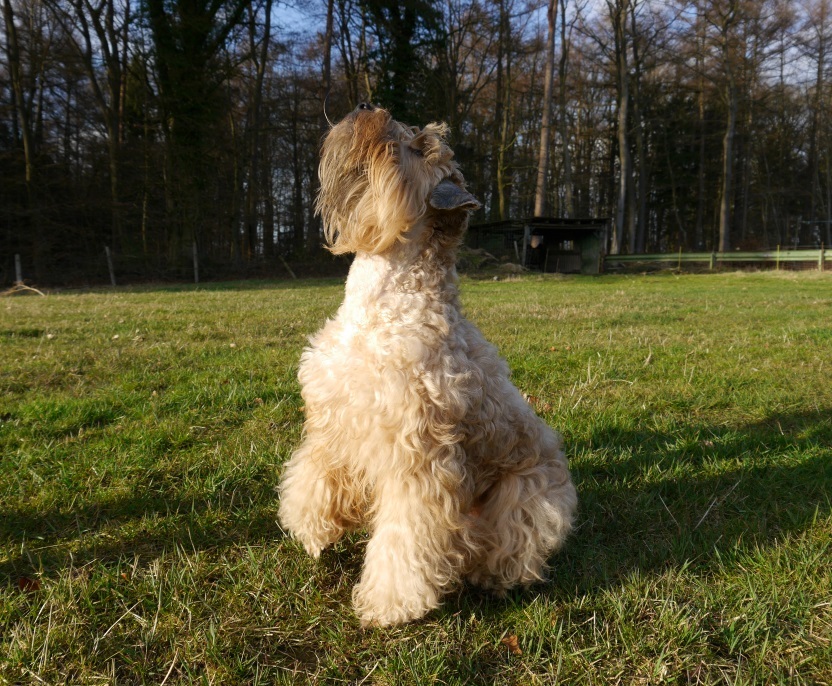 Doggies - My, Dog, Puppies, Longpost, Milota, Irish Terrier