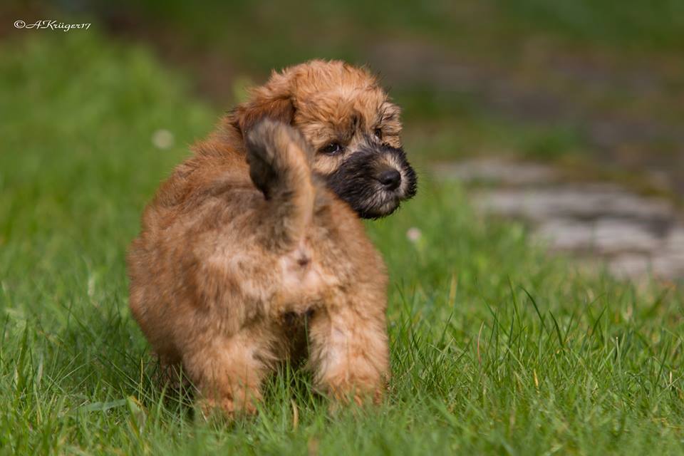 Doggies - My, Dog, Puppies, Longpost, Milota, Irish Terrier