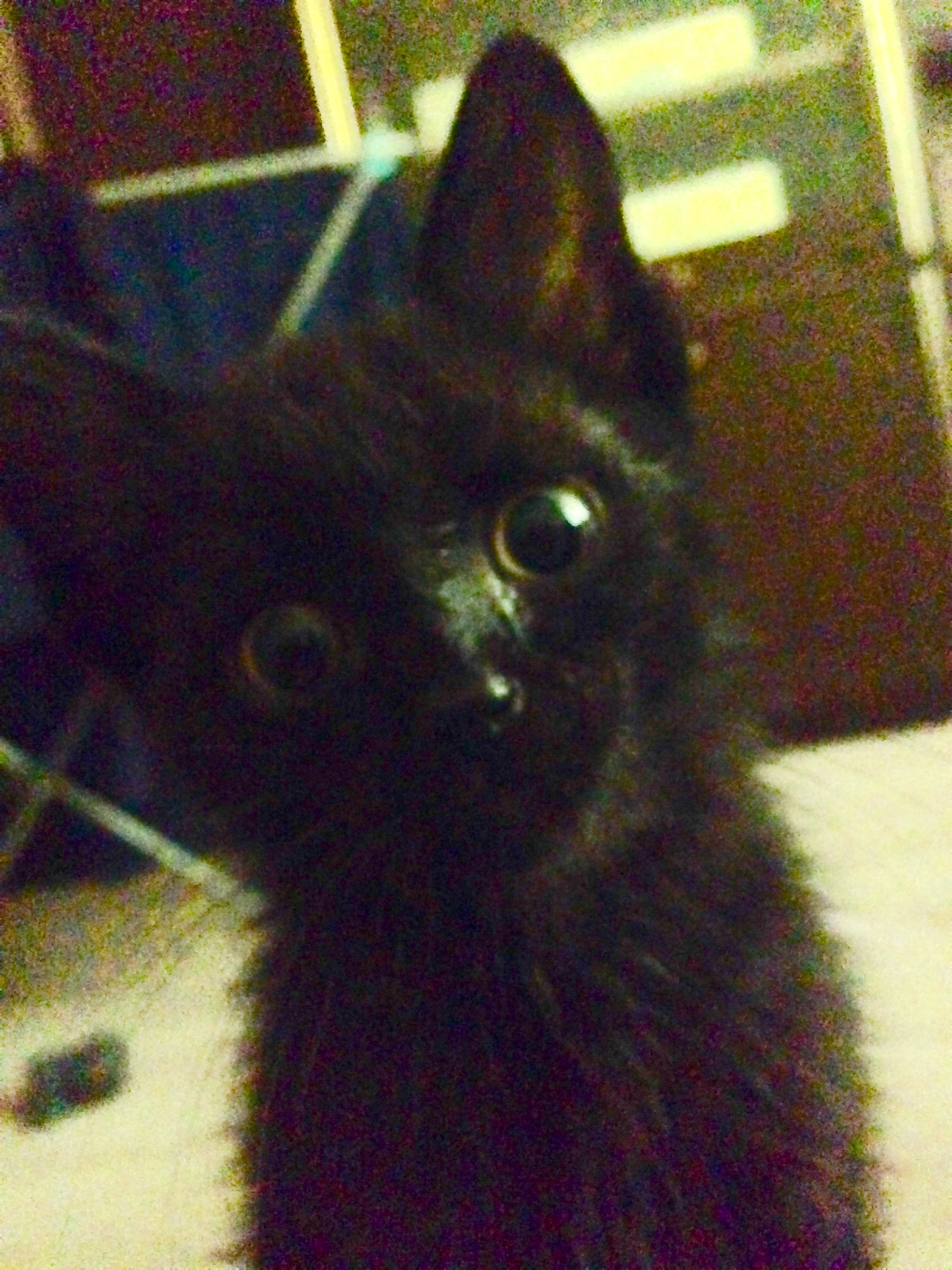 Котейка | Пикабу
