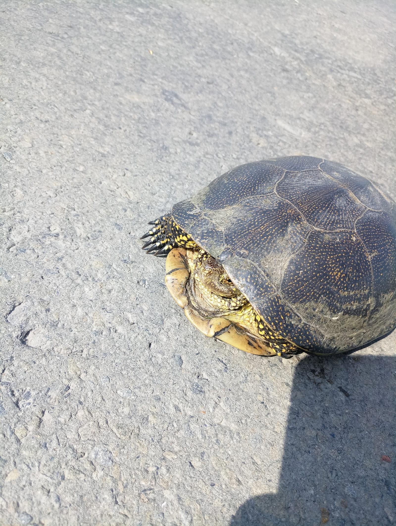 Unexpected meeting. - My, Rostov region, Animals, The photo, Turtle, Meeting, Business trip