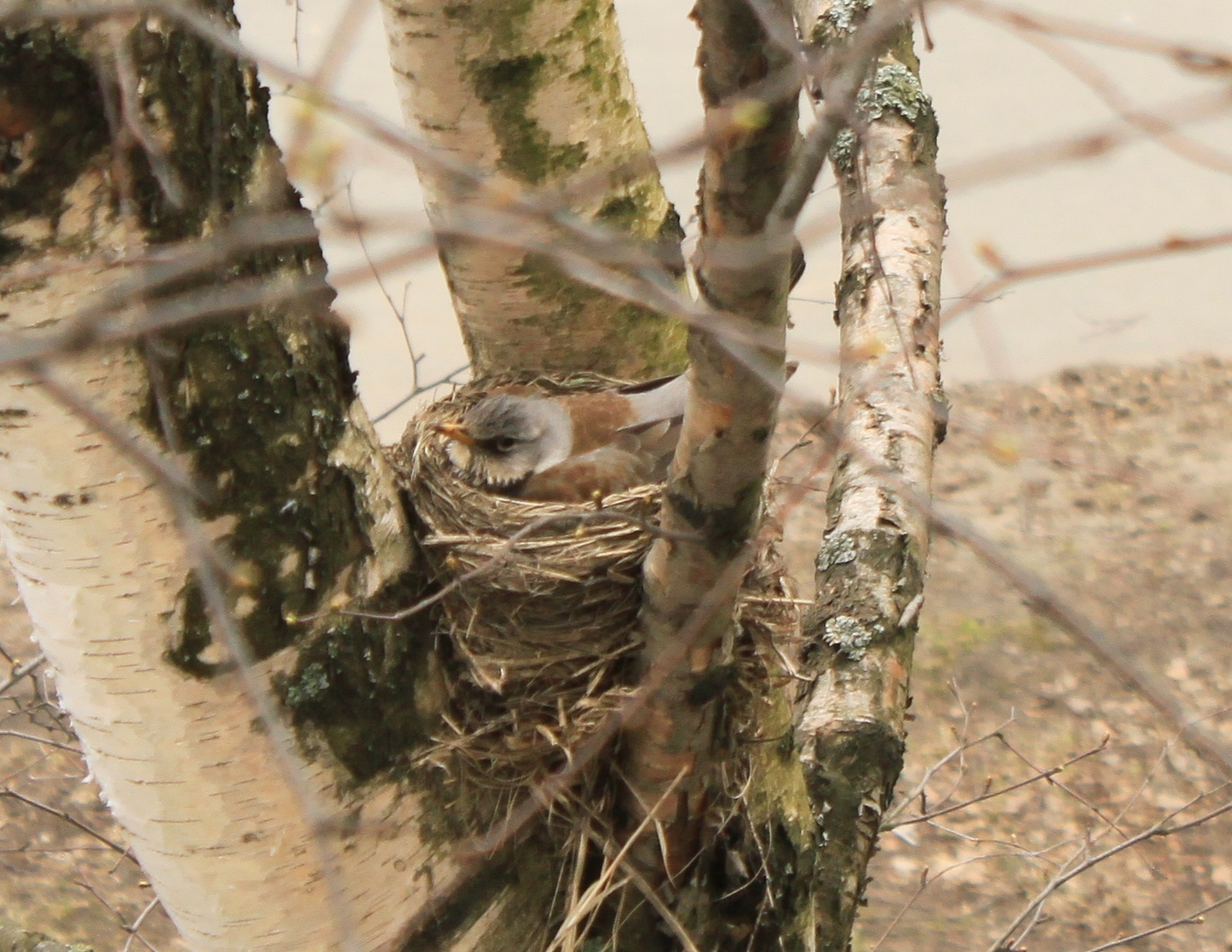 New neighbors outside the window - My, Birds, Thrush, A little, cat, Observation, Nature, Longpost