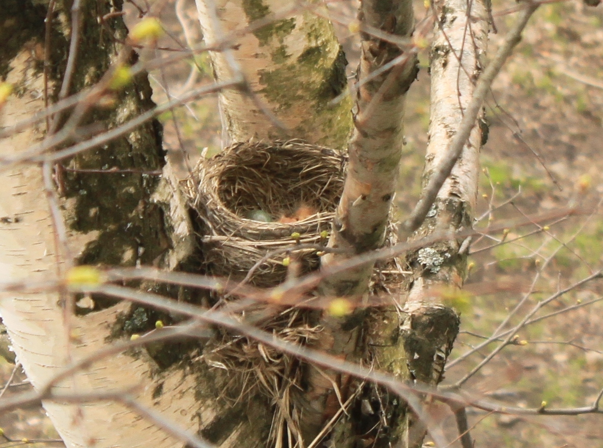 New neighbors outside the window - My, Birds, Thrush, A little, cat, Observation, Nature, Longpost