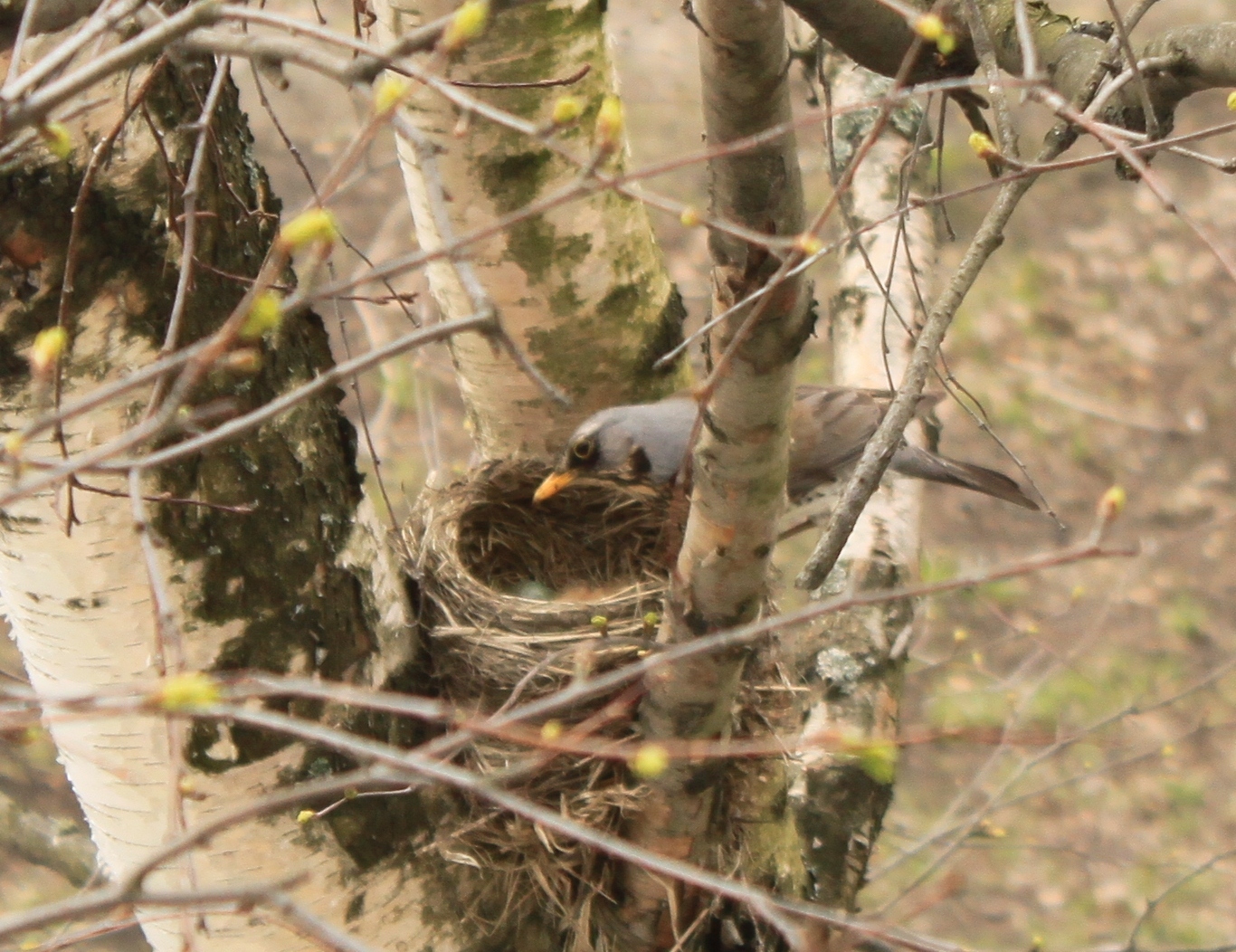 New neighbors outside the window - My, Birds, Thrush, A little, cat, Observation, Nature, Longpost