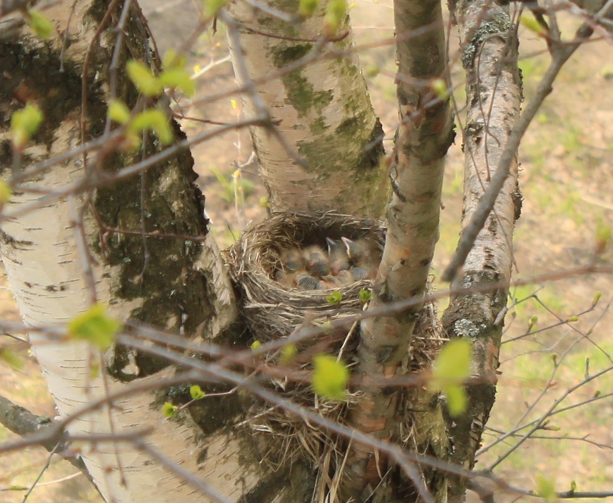 New neighbors outside the window - My, Birds, Thrush, A little, cat, Observation, Nature, Longpost