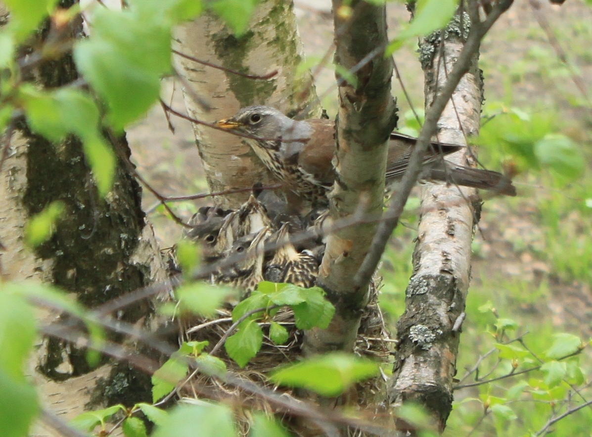 New neighbors outside the window - My, Birds, Thrush, A little, cat, Observation, Nature, Longpost