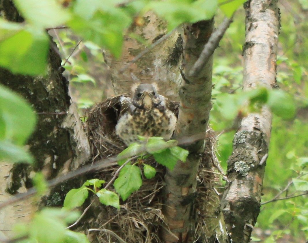 New neighbors outside the window - My, Birds, Thrush, A little, cat, Observation, Nature, Longpost