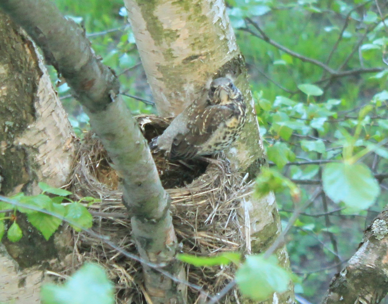 New neighbors outside the window - My, Birds, Thrush, A little, cat, Observation, Nature, Longpost