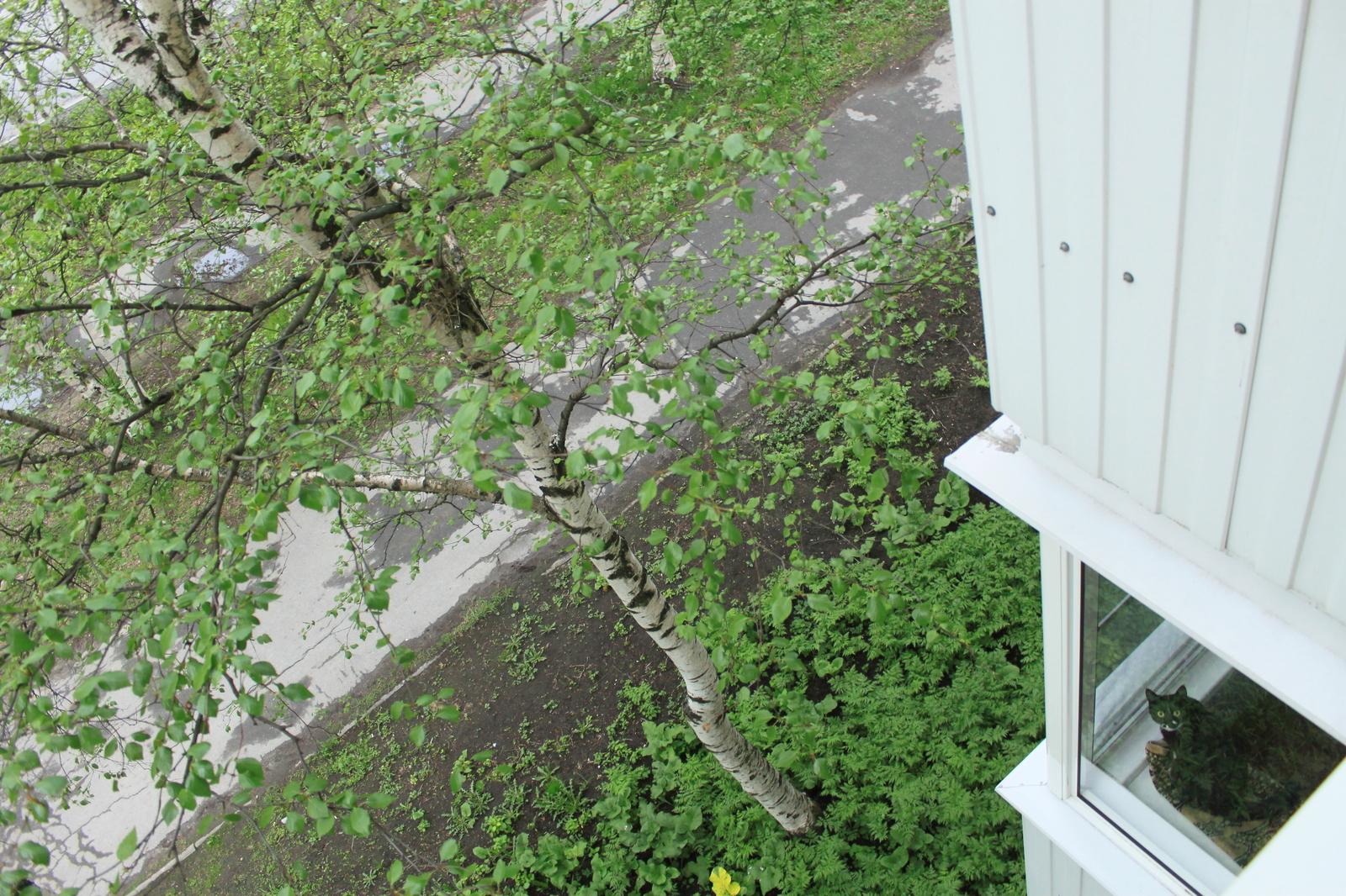 New neighbors outside the window - My, Birds, Thrush, A little, cat, Observation, Nature, Longpost