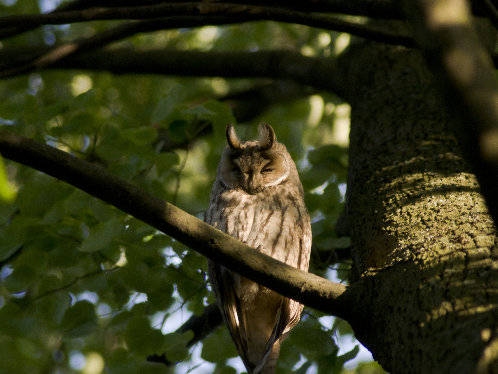 Long-eared owl chicks - My, Birds, Owl, The photo, Eared, Sight, Nature, Eyes, Longpost