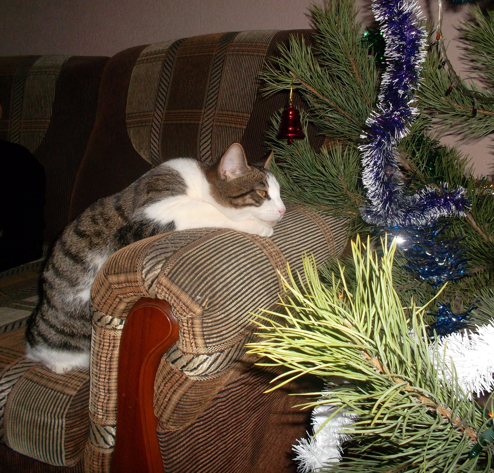 She is beautiful. - My, cat, Christmas trees, New Year