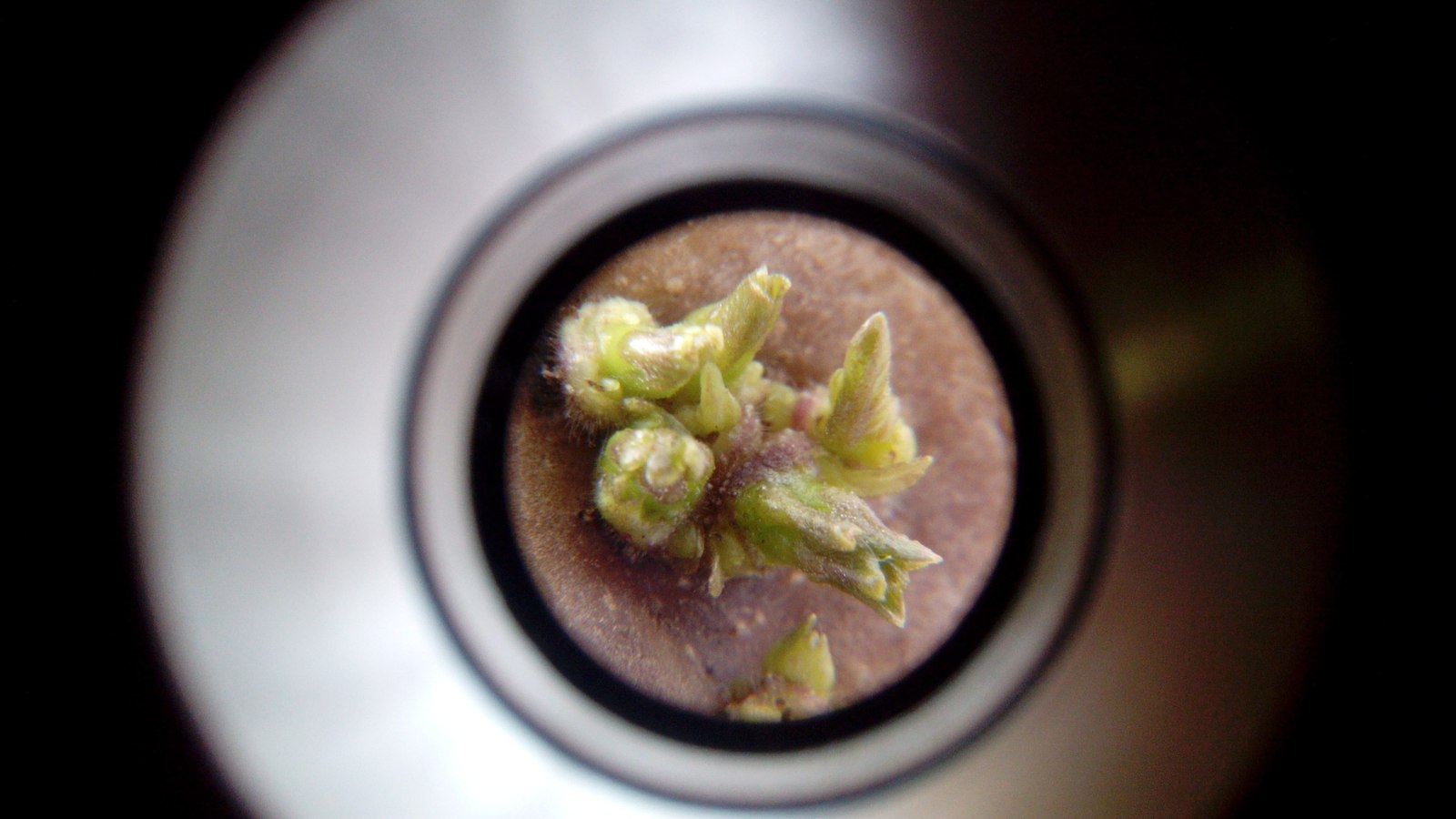 The surface of a potato tuber under a telescope. - Potato, Telescope, The photo