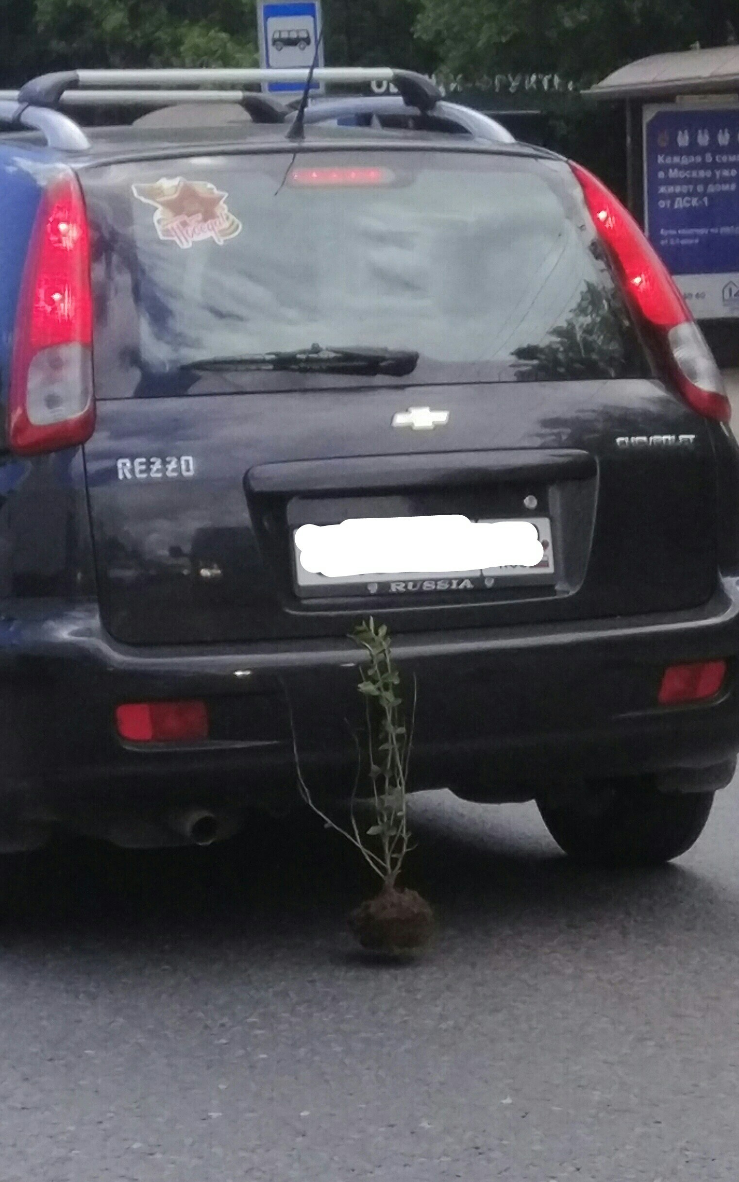 Delivery of plants from the village - My, Car, Plants, Road