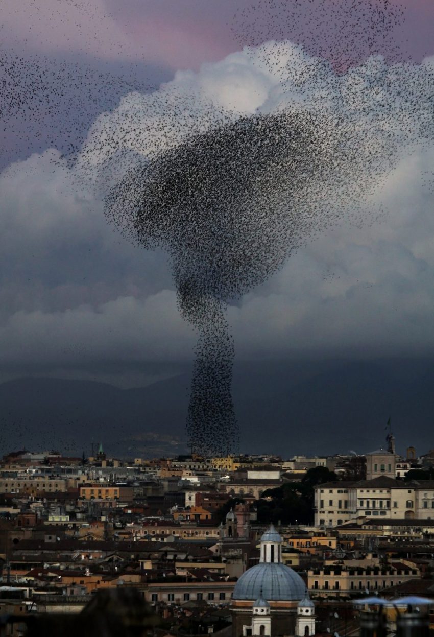 Amazing flights of a flock of rooks - Rook, Flight, Murmuratsiya, Video, Longpost