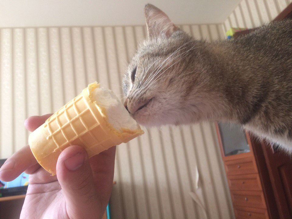 Insolent muzzle and ice cream - My, Ice cream, cat, Impudence, Tasting, Lucky shot, Longpost, Lucky moment