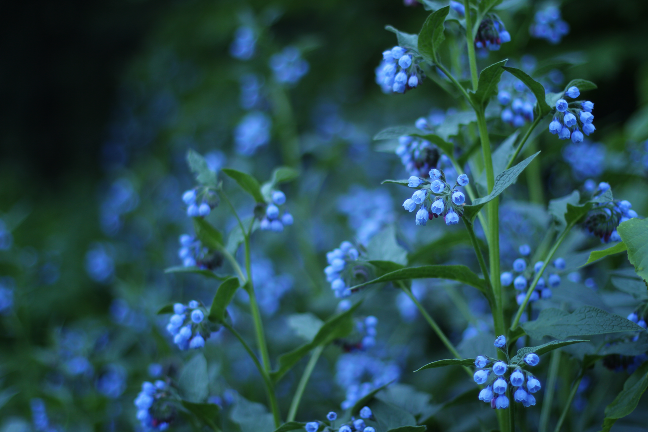 Natural - My, The photo, Canon, Nature, Flowers, Longpost