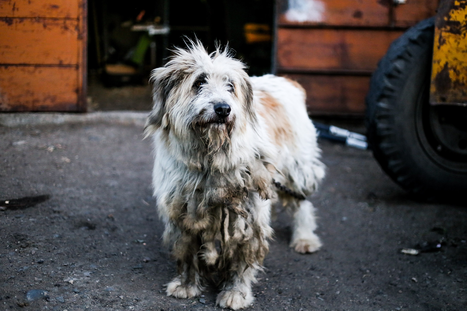 The dog is biting ... or sad - My, The photo, Dog, Village, Sadness