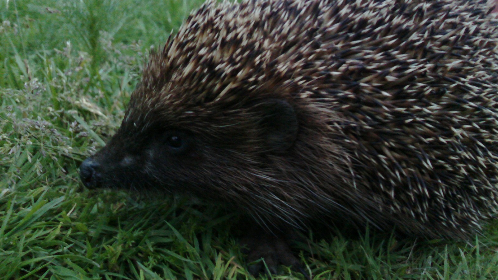 Hedgehog of my evening - My, Hedgehog, Accident