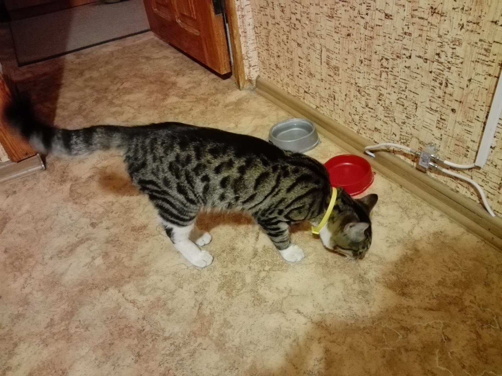 Yoshkar-Ola, domestic cat found [Owner found] - cat, Found a cat, Lost cat, Yoshkar-Ola, Mari El, Good league, Longpost