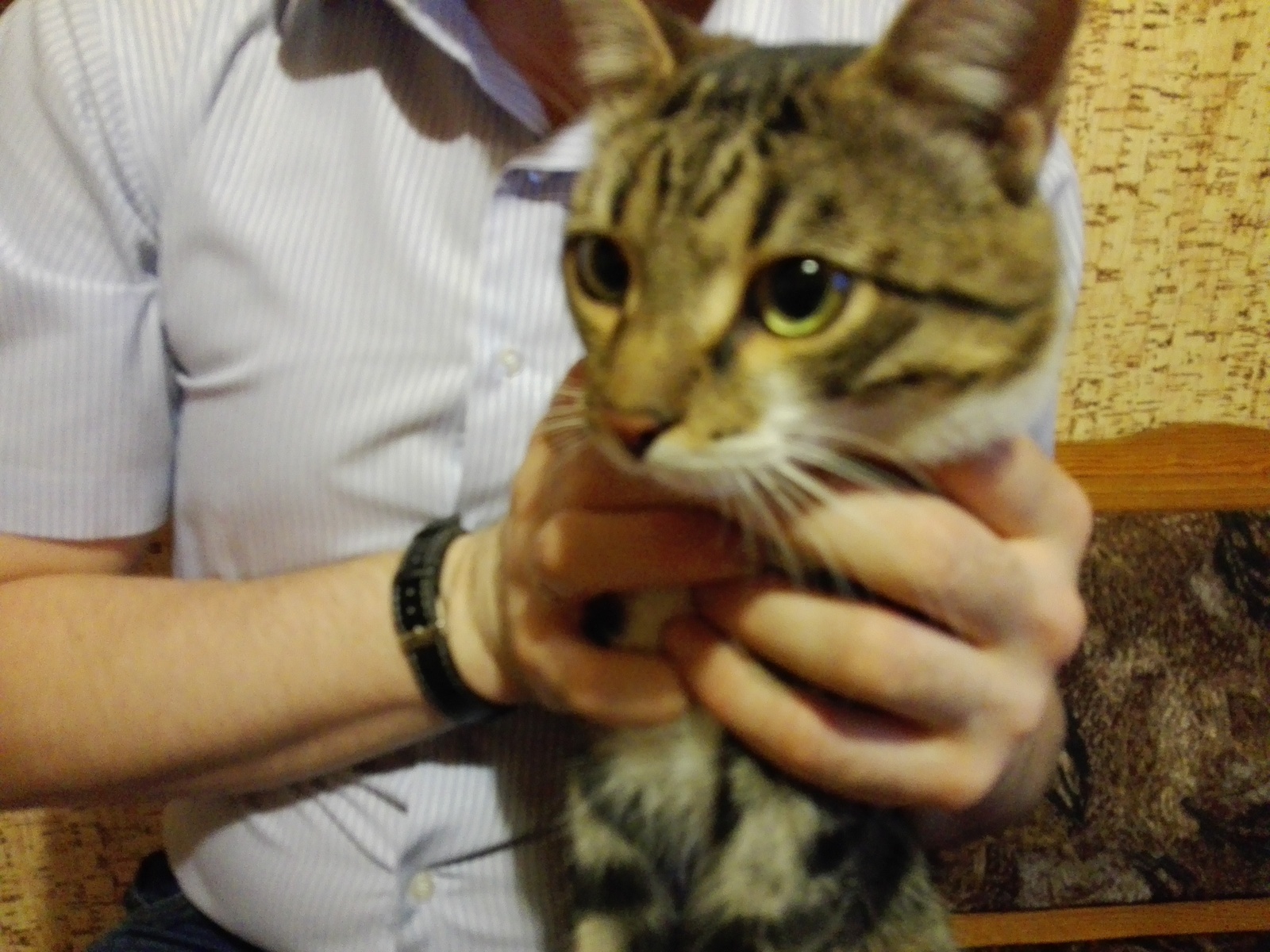 Yoshkar-Ola, domestic cat found [Owner found] - cat, Found a cat, Lost cat, Yoshkar-Ola, Mari El, Good league, Longpost