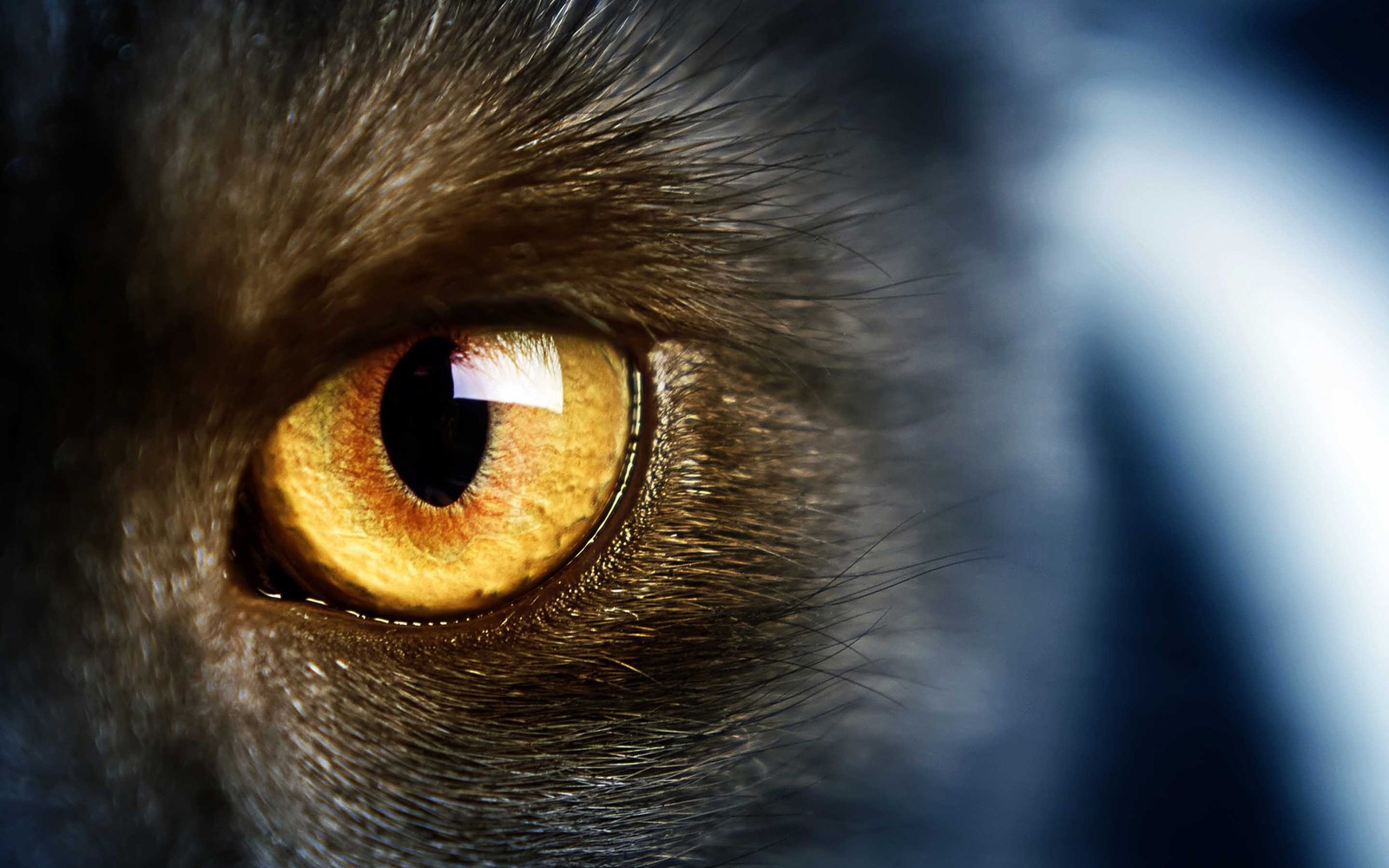 cat eyes compilation - cat, Eyes, Macro, Macro photography, The photo, Not mine, Longpost