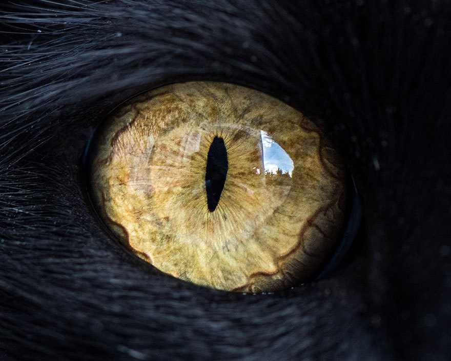 cat eyes compilation - cat, Eyes, Macro, Macro photography, The photo, Not mine, Longpost