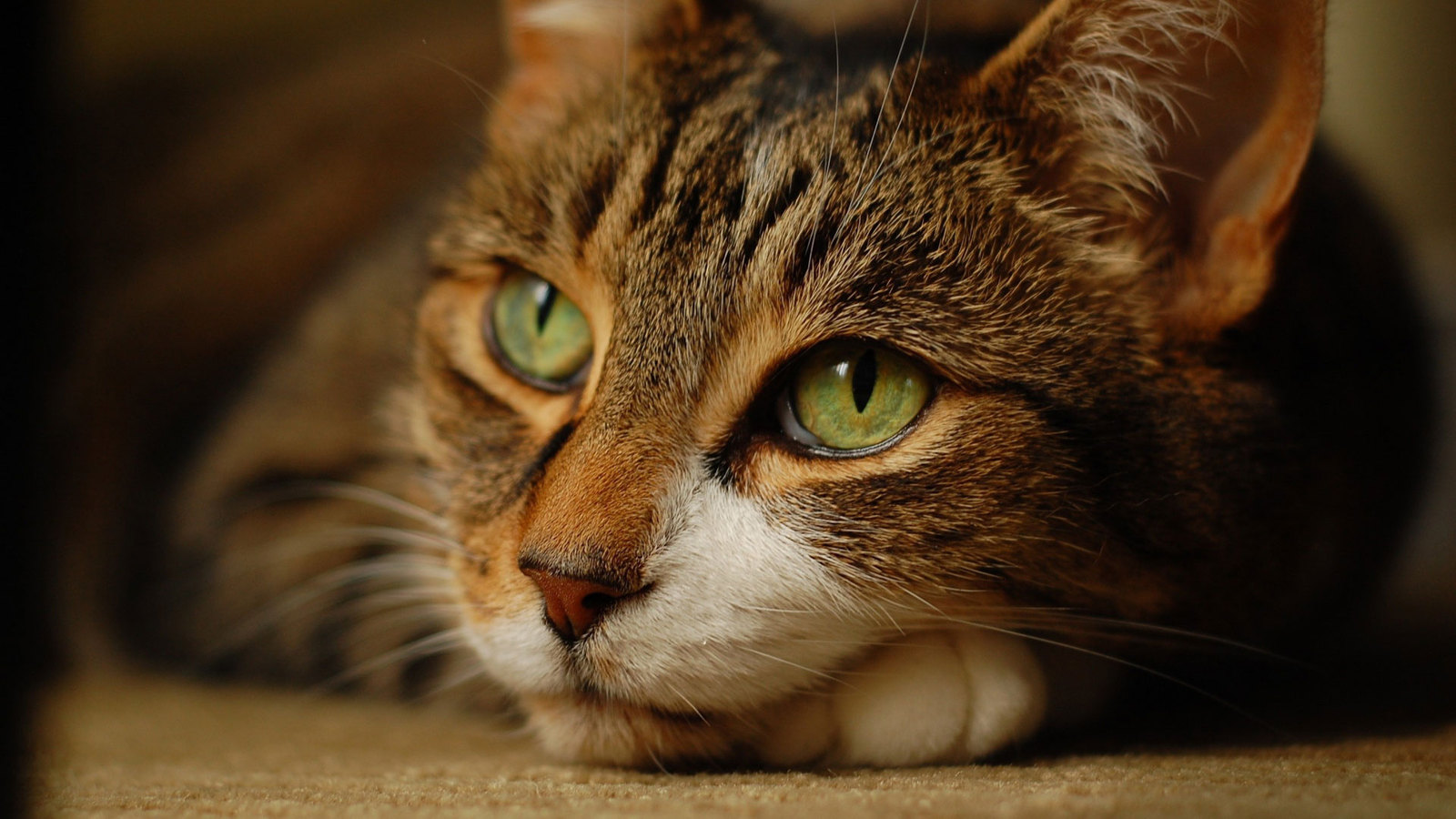 cat eyes compilation - cat, Eyes, Macro, Macro photography, The photo, Not mine, Longpost