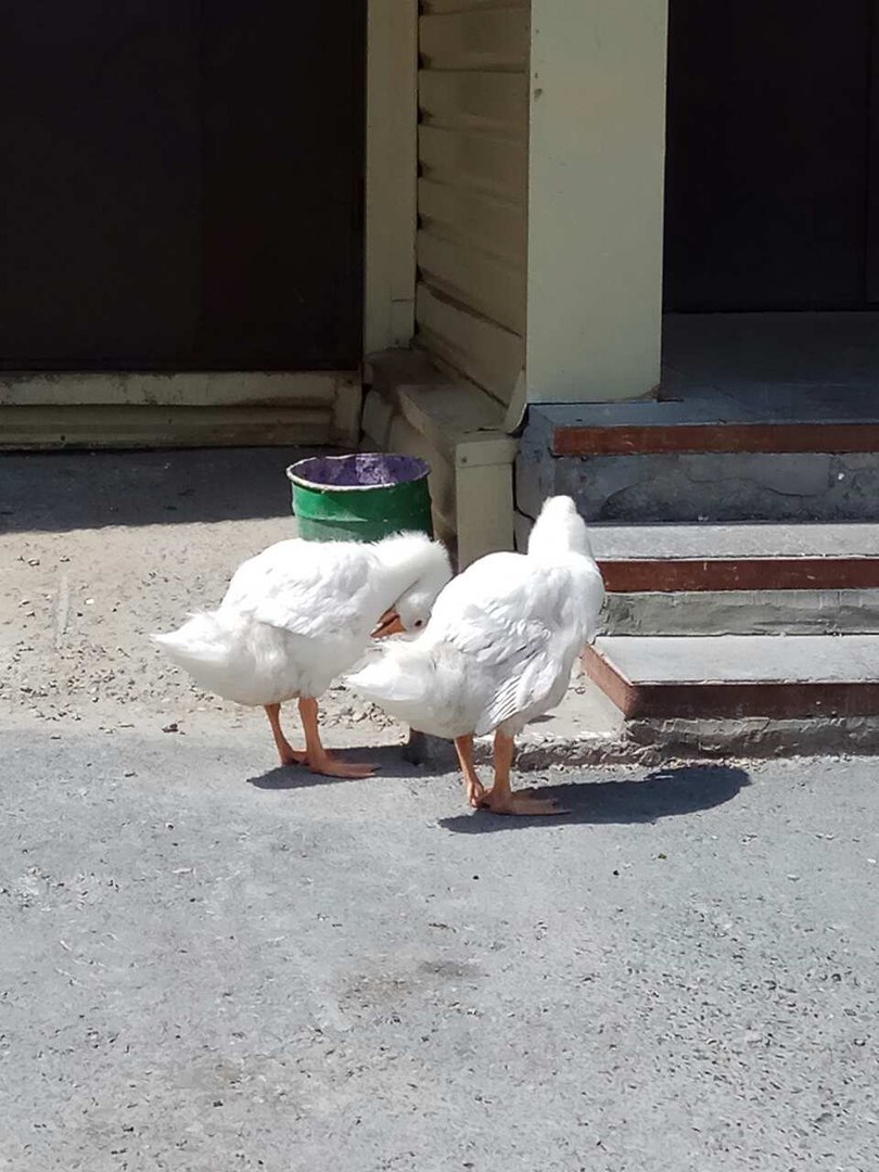 The geese escaped from the pond, where they were released by the Tyumen deputy - Tyumen, Гусь, Deputies