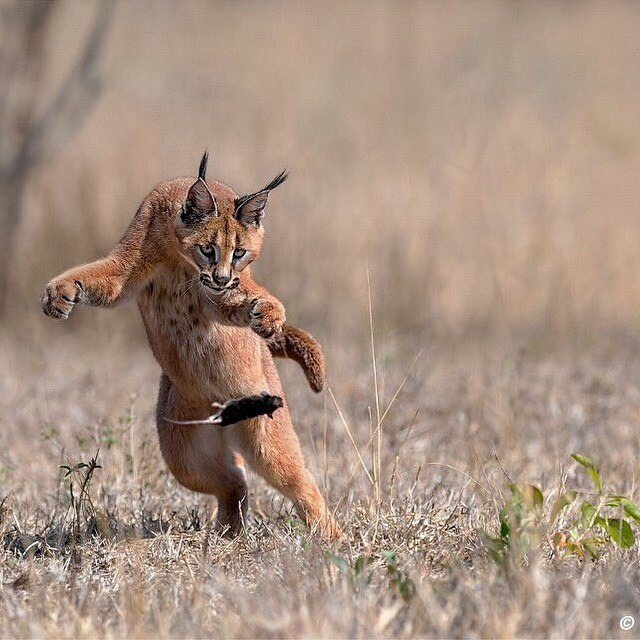 Lynx telekinesis - Lynx, Mouse, Nature, Hunting