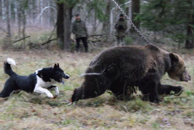 State Duma opposes hunting dogs - Hunting, Dog, Law, , , Bullying, Animal defenders