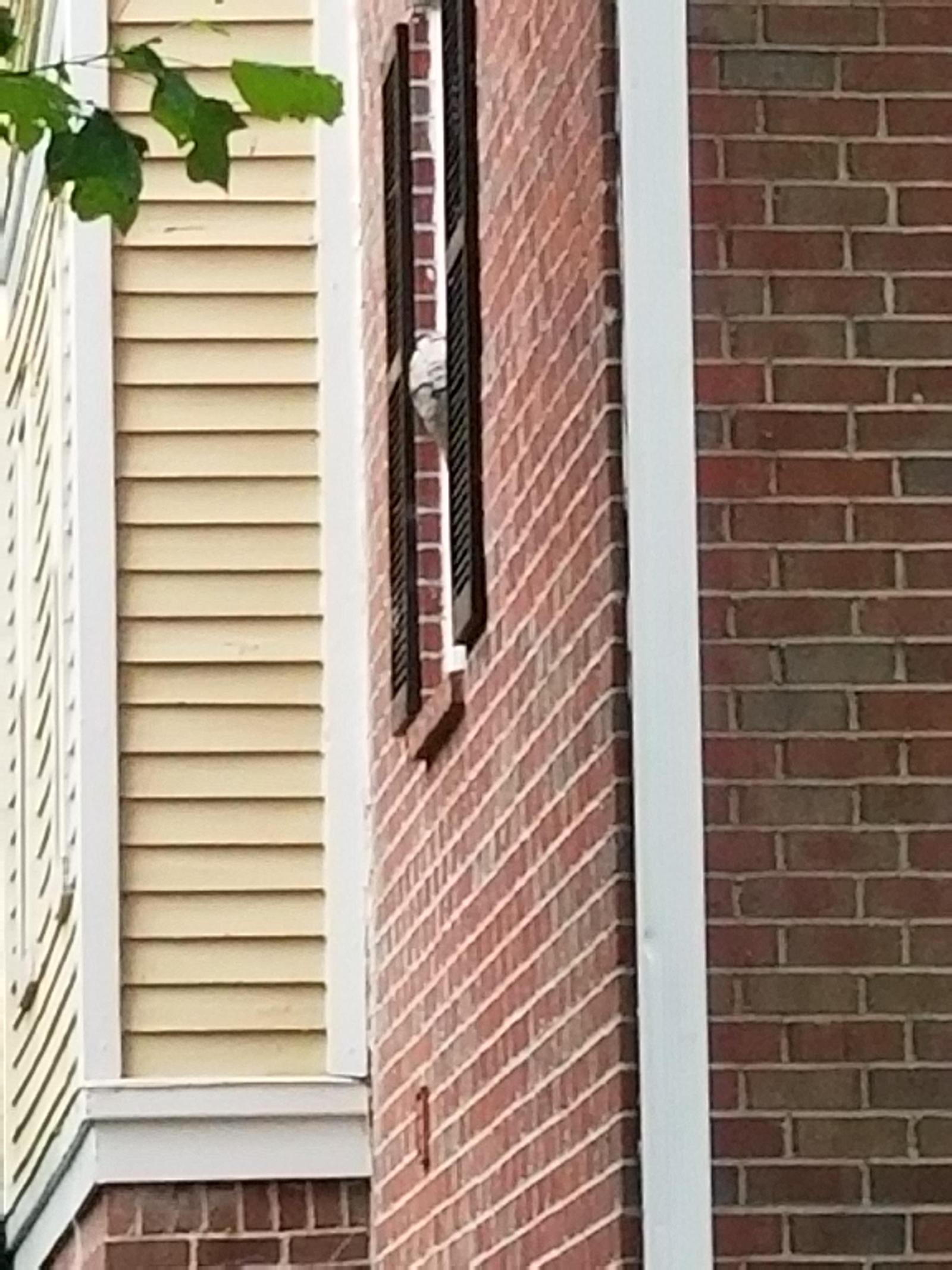 Continuation of the hive on the window - Longpost, Hornet, GIF, Nest