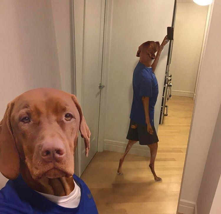 For a dating site. - Selfie, Dog, Mirror, Photoshop, The photo